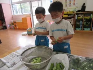 そら豆の皮むきをしたよ（きりん組、ぞう組）