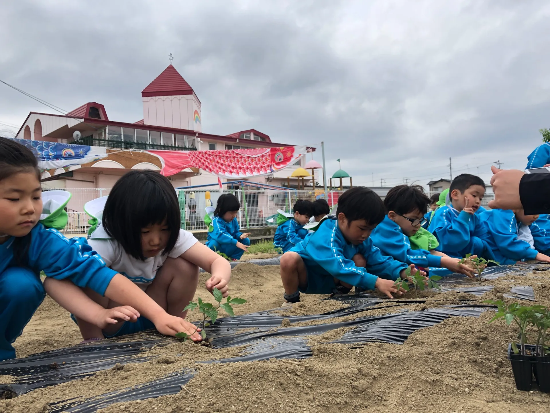 トマトの苗を植えました（4月25日）