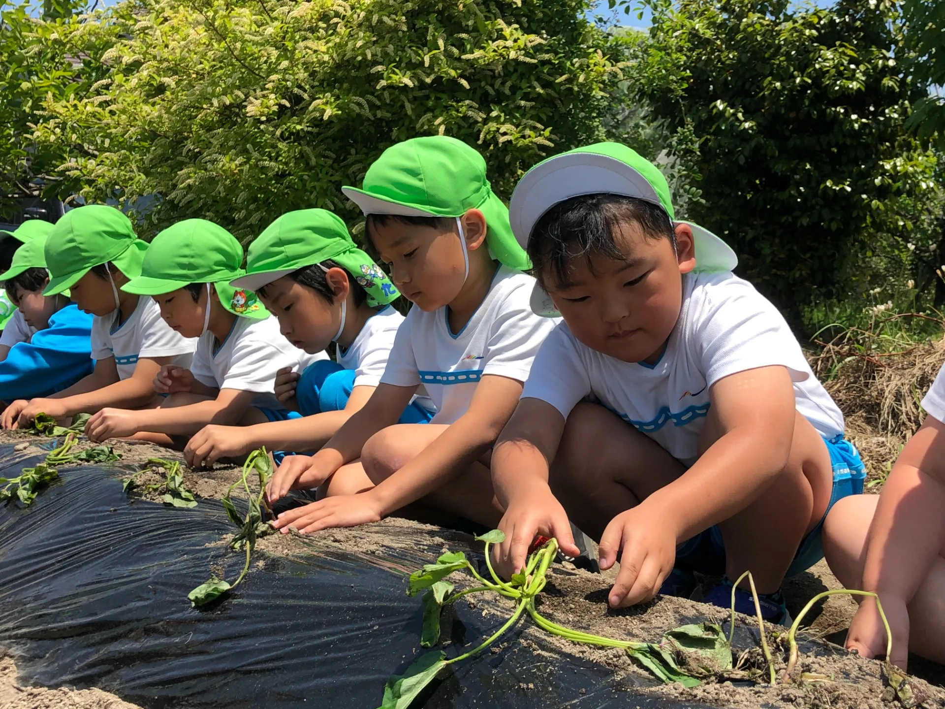 サツマイモの苗を植えました（５月１２日）