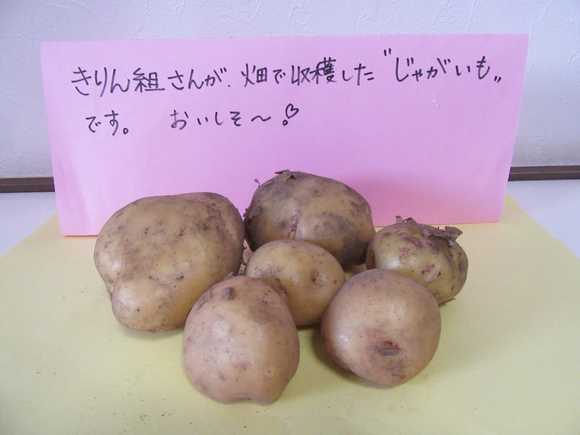 夏野菜の苗植えとジャガイモの収穫（きりん組）