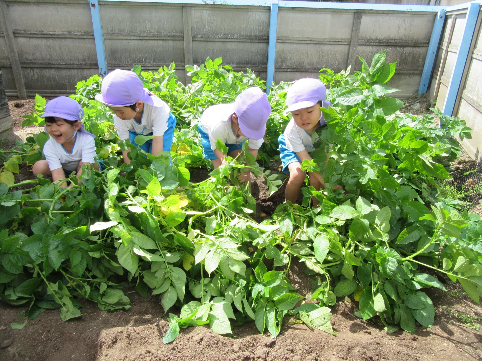 じゃがいも掘りとゴーヤの苗植えをしたよ：きりん組(5月16日)