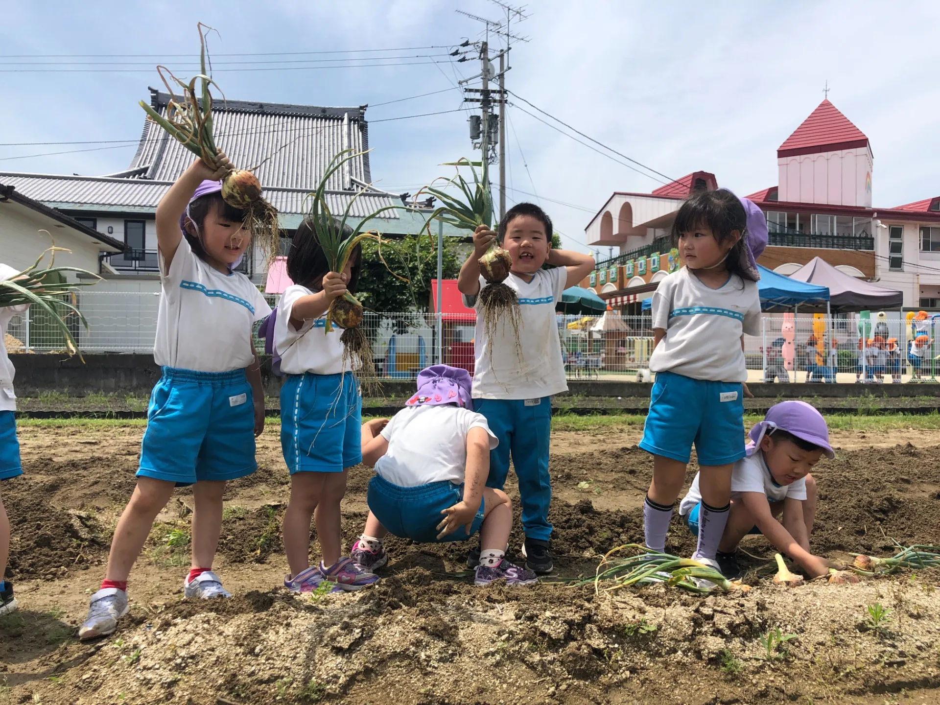 ジャガイモほりと玉ねぎの収穫（年中・年長児、５月３０日）