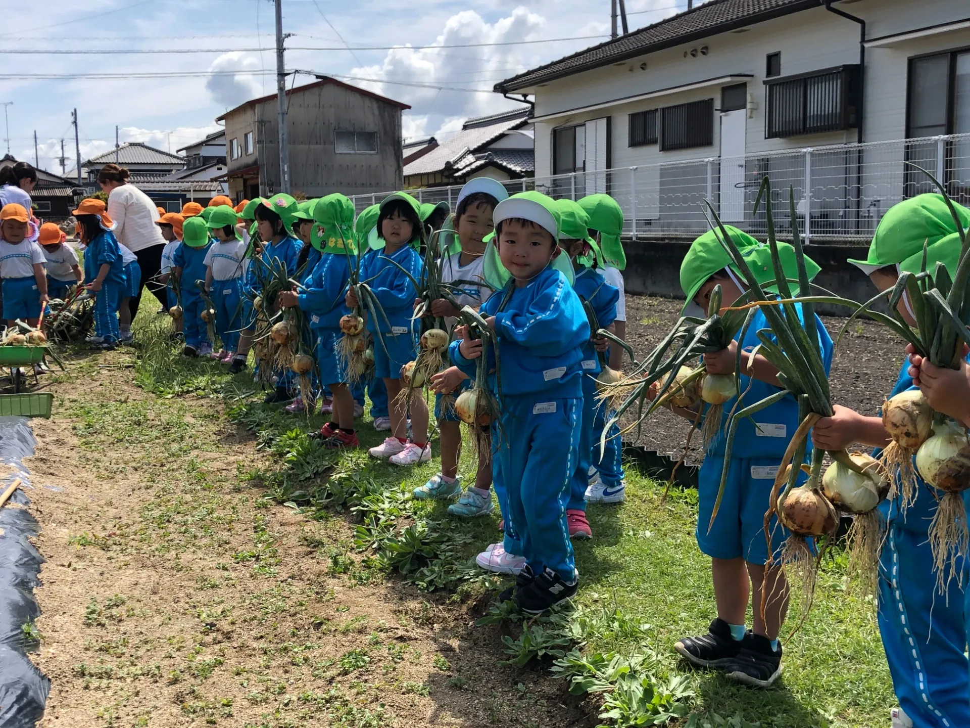 玉ねぎを収穫しました（年中・年長児、５月７日）