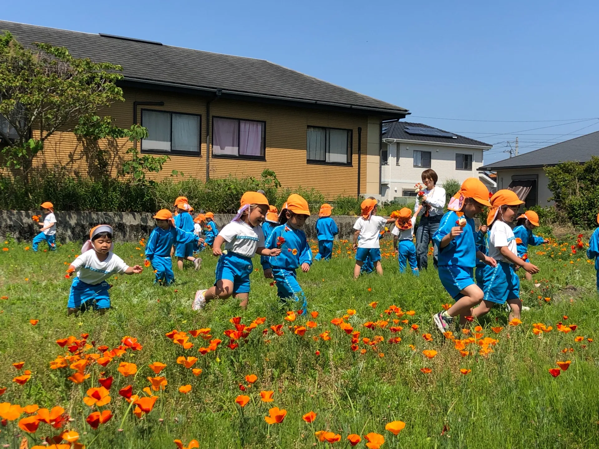 ポピー畑に行きました。（年長児、５月８日) 