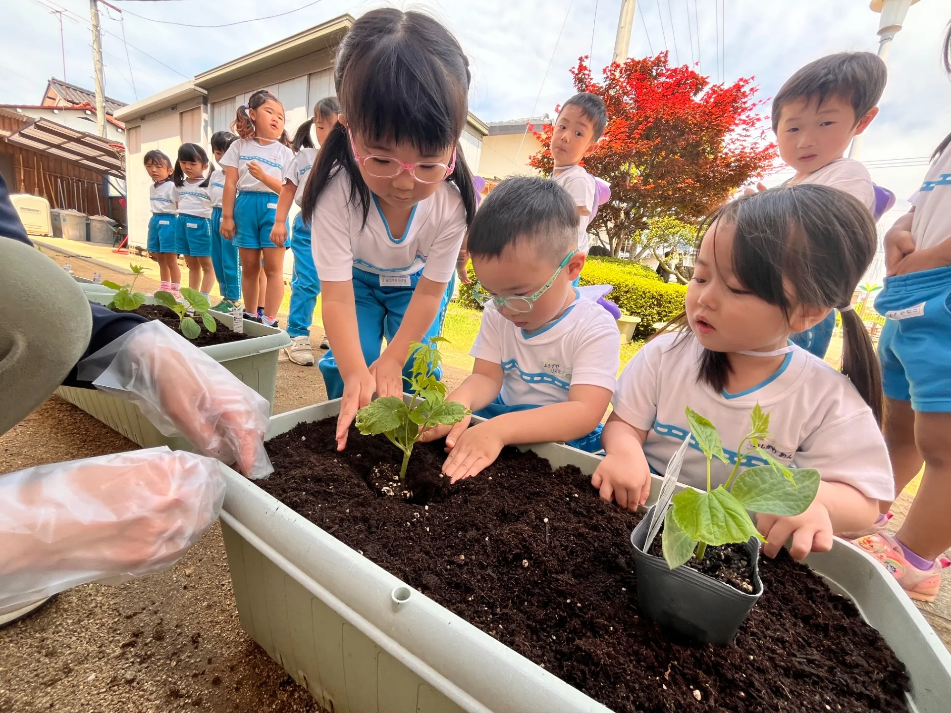 夏野菜の苗植え（ぞう組:5月8日）(きりん組:5月12日)