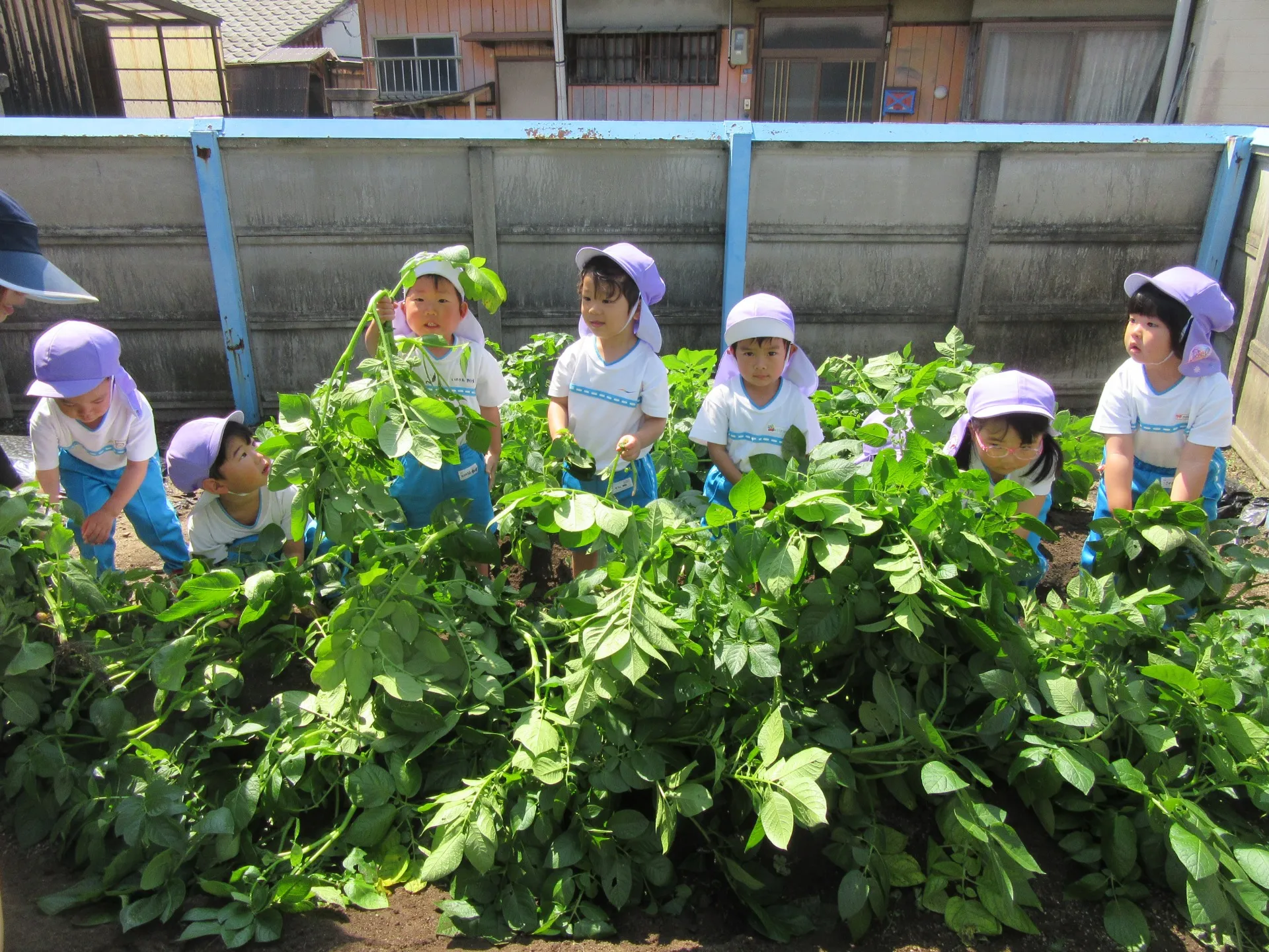 じゃがいも掘りをしたよ(きりん組:5月13日）