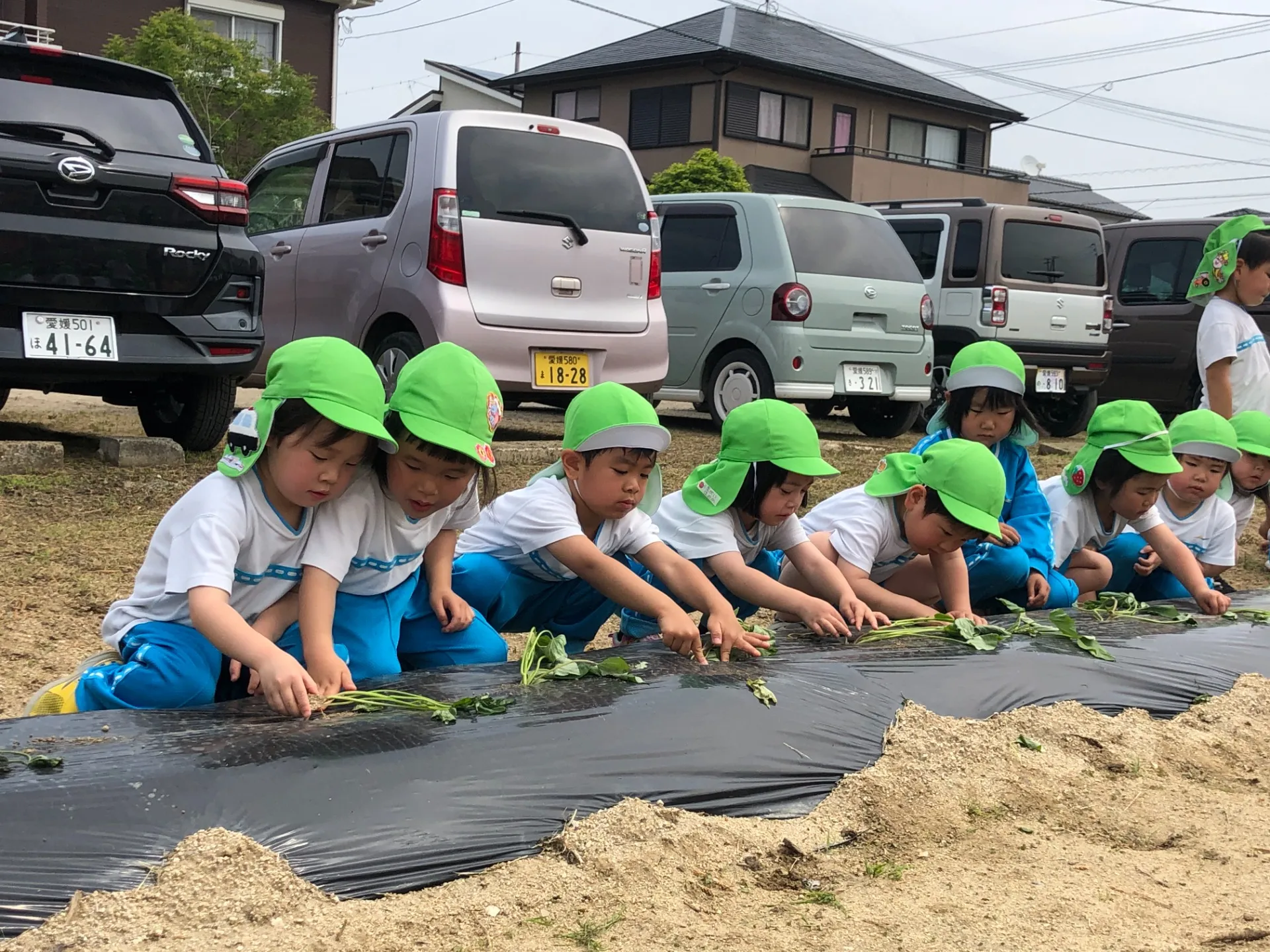サツマイモの苗を植えました（５月１５日）