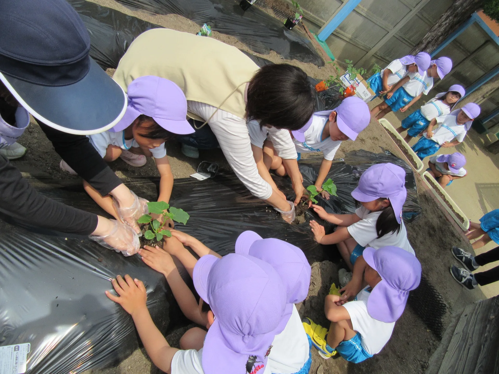 夏野菜の苗植えと種まきをしたよ（きりん組）5月15日