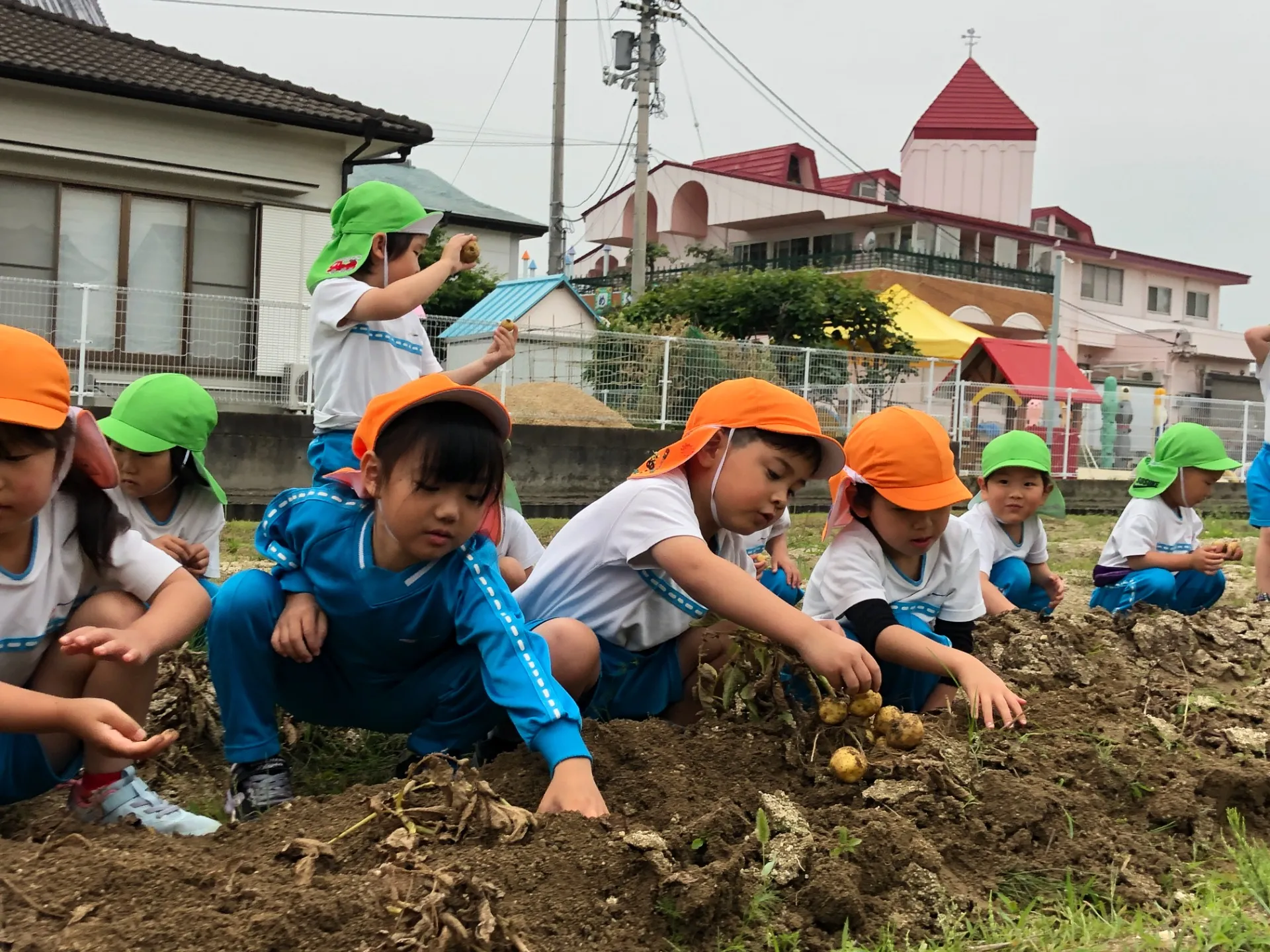 ジャガイモを収穫しました（幼児組、５月２９日）