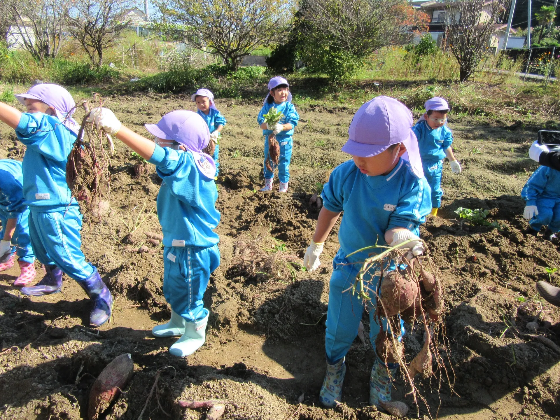さつまいも掘りに行ったよ(きりん組)１０月２９日
