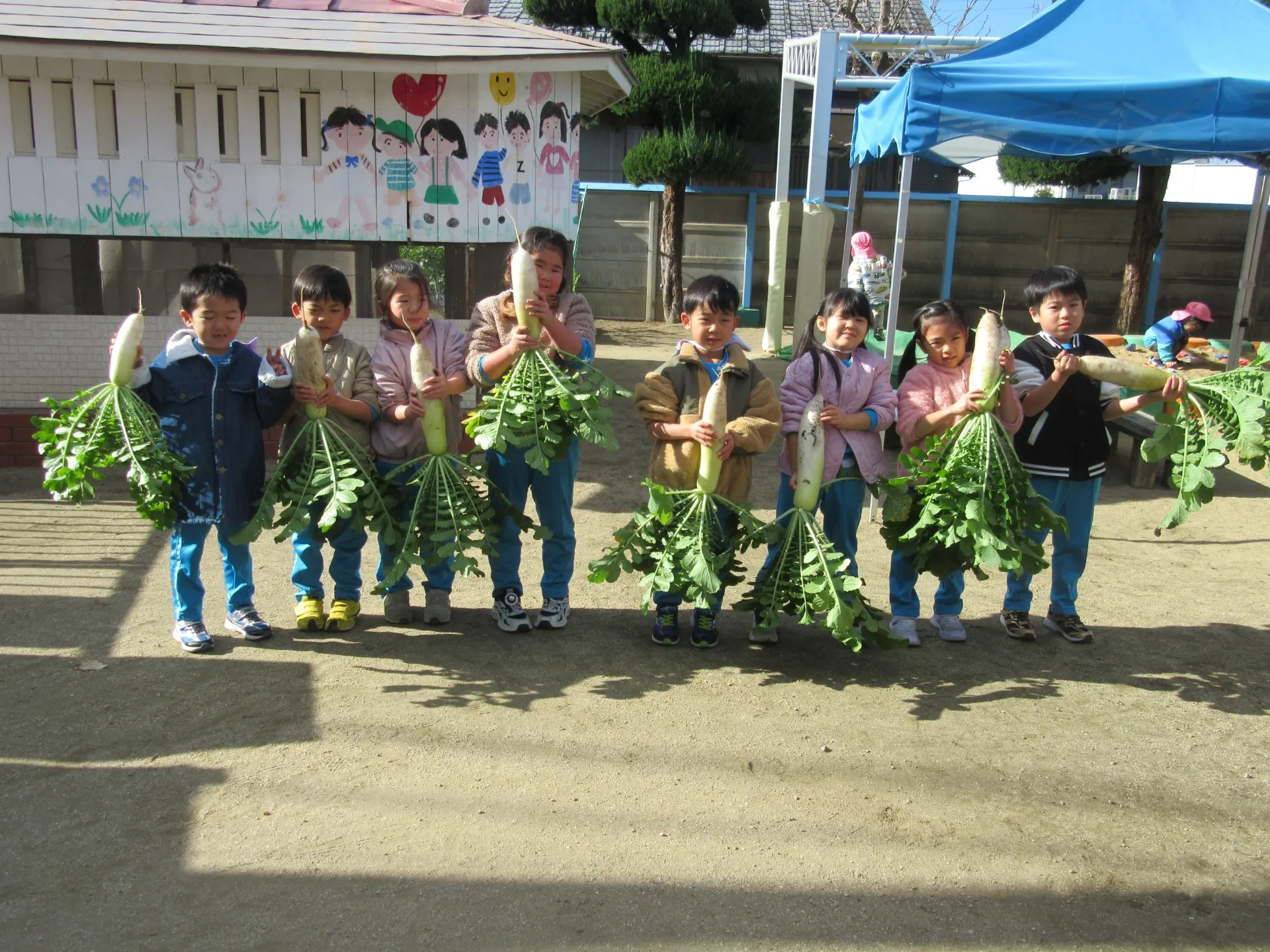 大根の収穫(1月6日)＆豚汁クッキング(1月13日)：きりん組