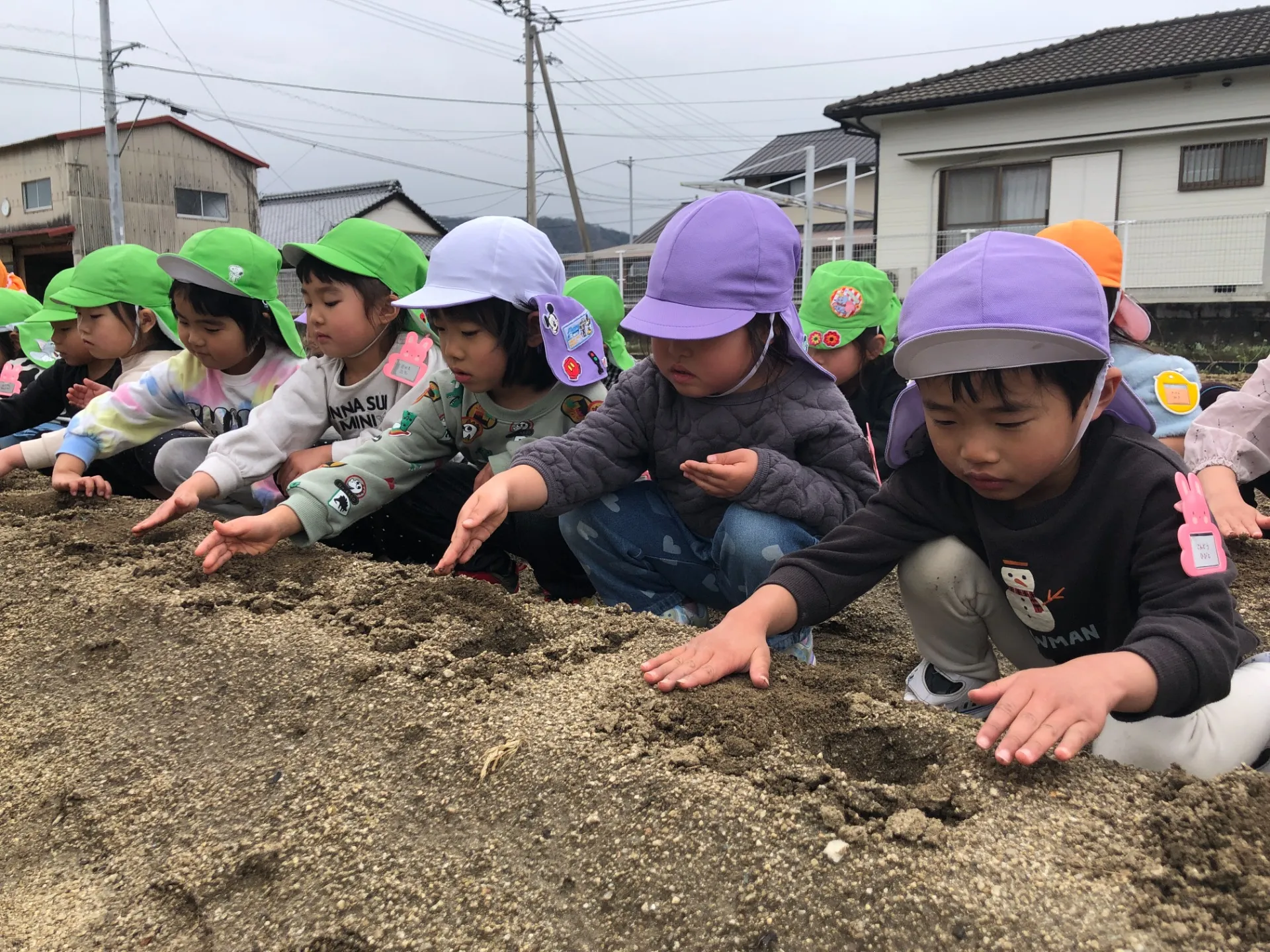 ジャガイモを植えました（２月２６日）