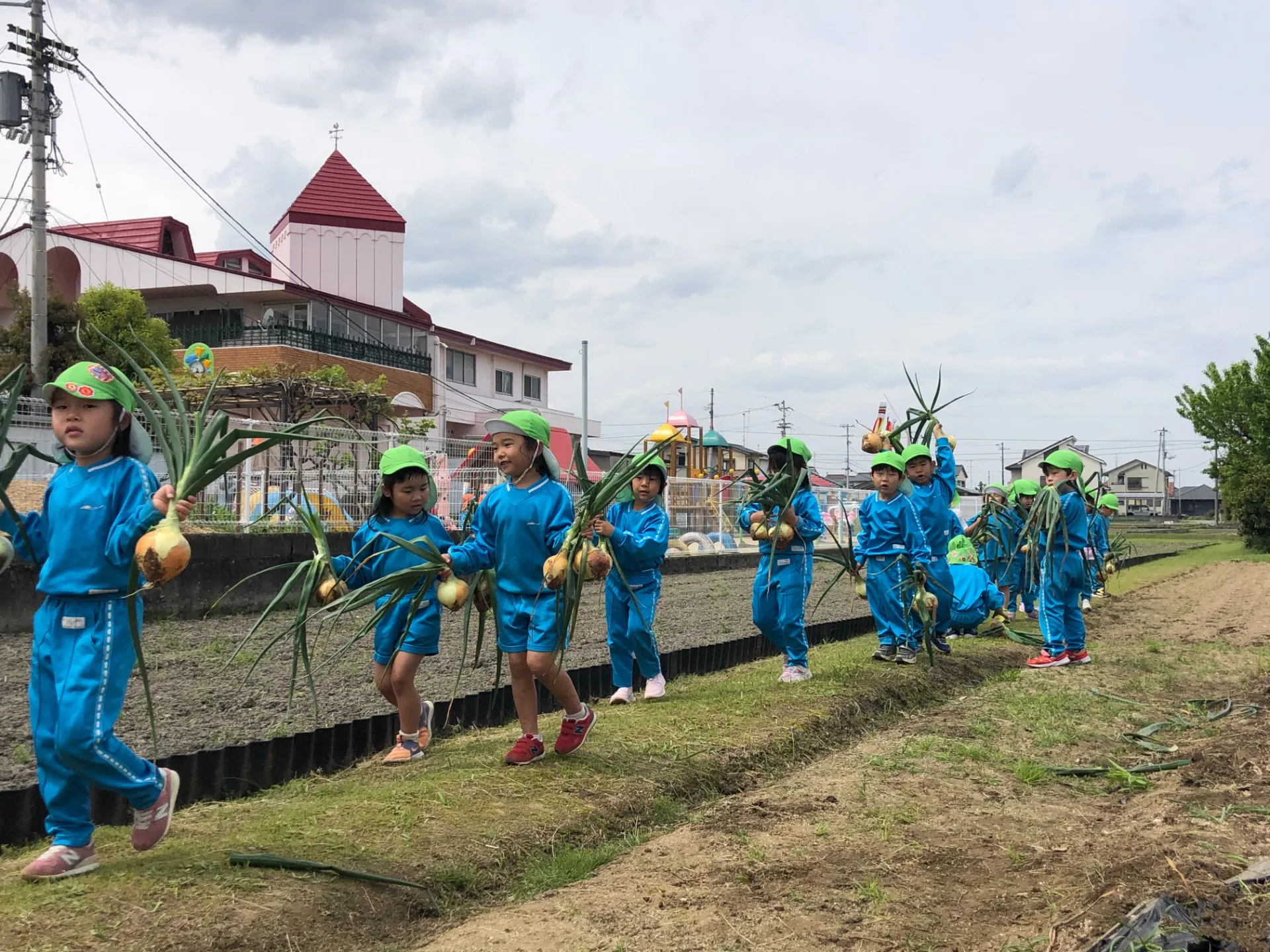 玉ねぎ、スナップエンドウの収穫（幼児組、４月１７日）
