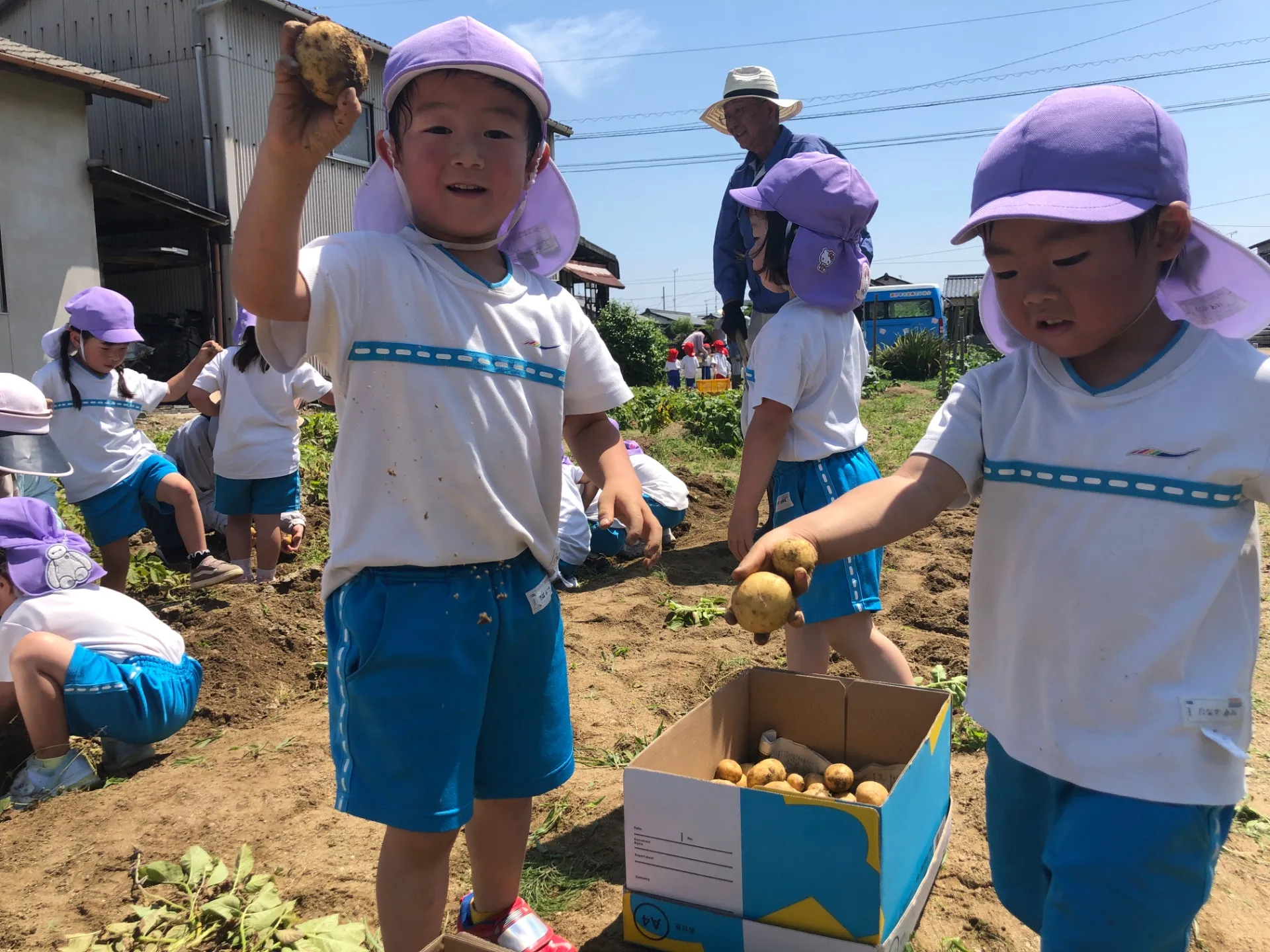 ジャガイモを収穫しました（幼児組、５月２９日）