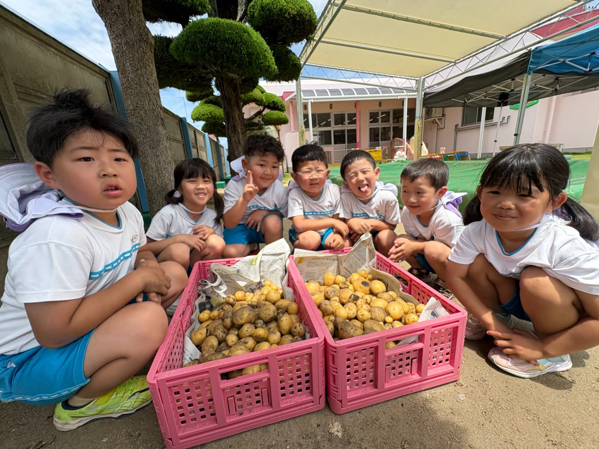 じゃがいもの収穫(きりん組:6月1日)